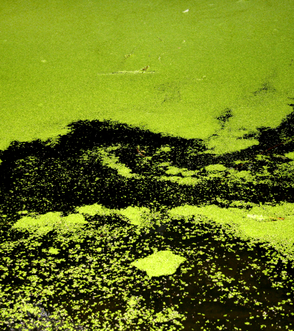 algae-resized-600